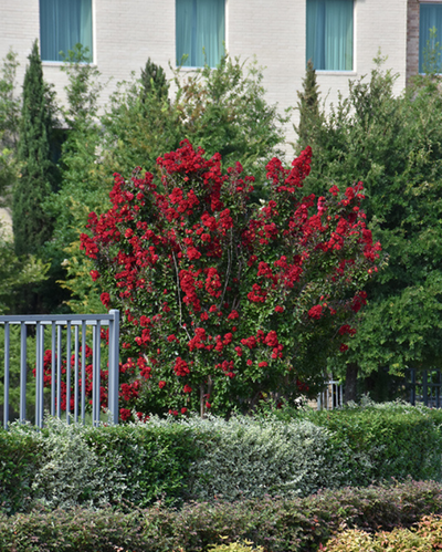 Lagerstroemia ind. Double Dynamite®