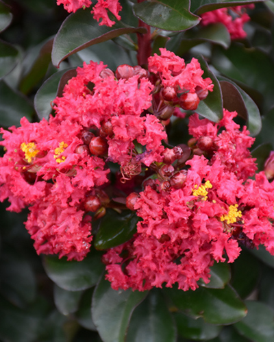Lagerstroemia Barista® 'Cherry Mocha'