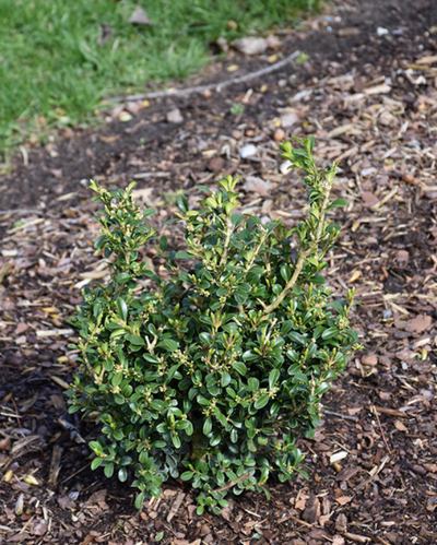 Buxus NewGen Independence® #3C