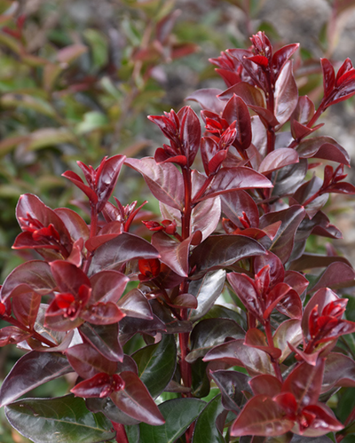 Lagerstroemia Barista® 'Cherry Mocha'