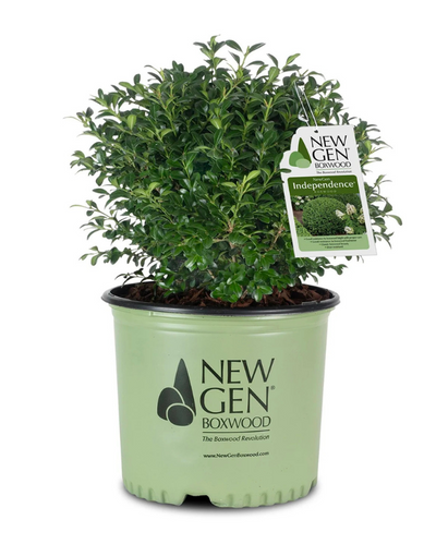 Buxus NewGen Independence® #3C