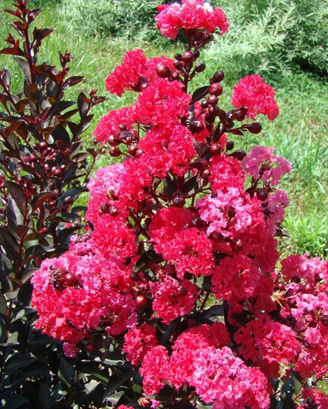 Lagerstroemia ind. Double Dynamite®