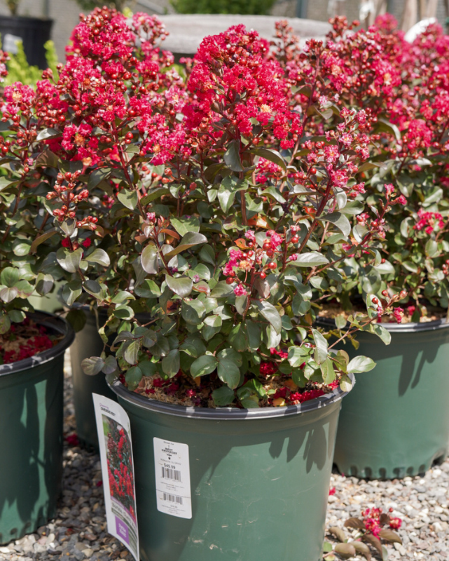 Lagerstroemia Barista® 'Cherry Mocha'