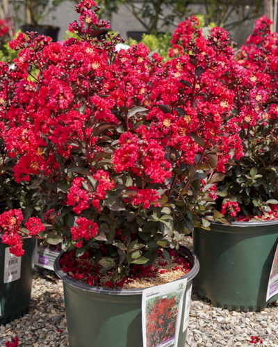 Lagerstroemia ind. Double Dynamite®