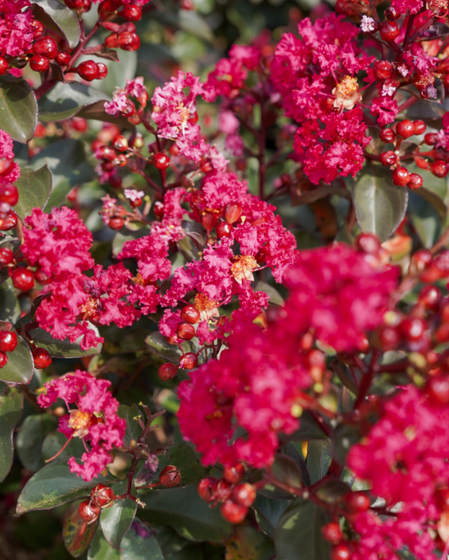 Lagerstroemia Barista® 'Cherry Mocha'