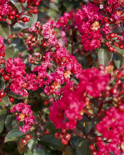 Lagerstroemia Barista® 'Cherry Mocha'