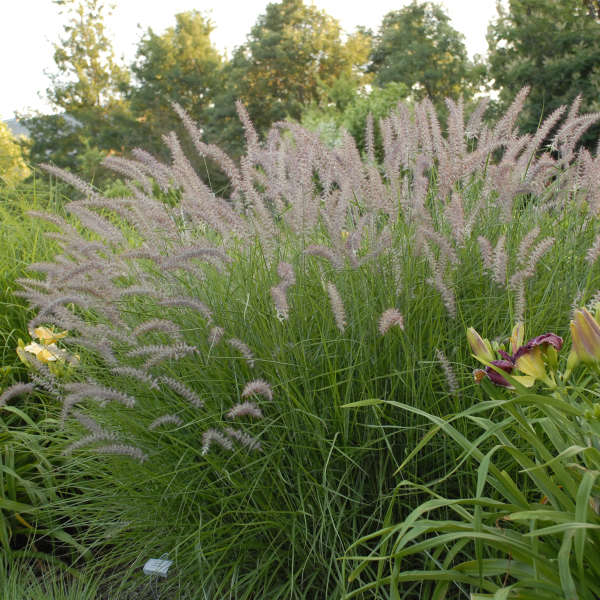 Grass - Pennisetum 'Karley Rose'