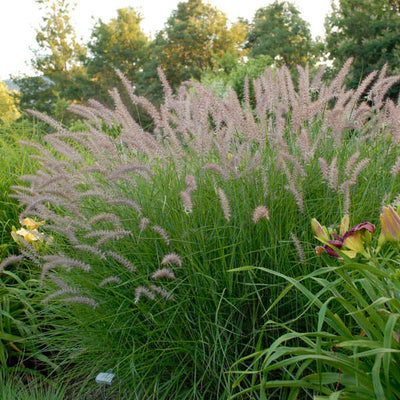 Grass - Pennisetum 'Karley Rose'