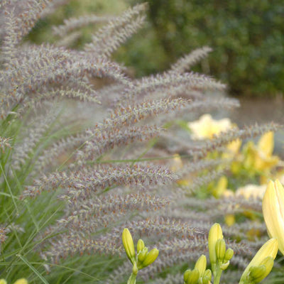 Grass - Pennisetum 'Karley Rose'