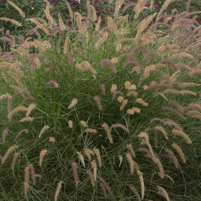 Grass - Pennisetum 'Karley Rose'