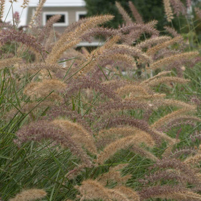 Grass - Pennisetum 'Karley Rose'