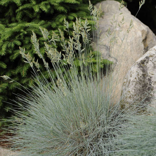 Grass - Festuca 'Elijah Blue'