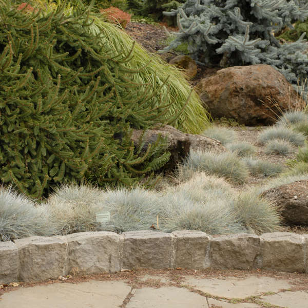 Grass - Festuca 'Elijah Blue'