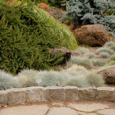 Grass - Festuca 'Elijah Blue'