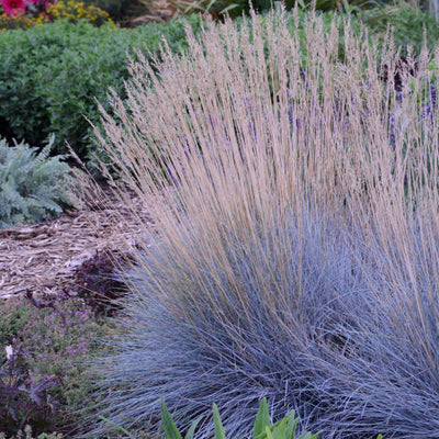 Grass - Festuca 'Elijah Blue'