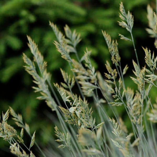 Grass - Festuca 'Elijah Blue'