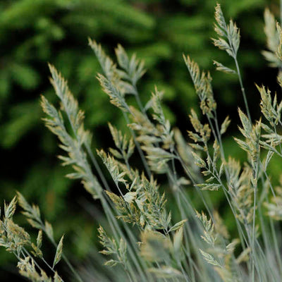 Grass - Festuca 'Elijah Blue'