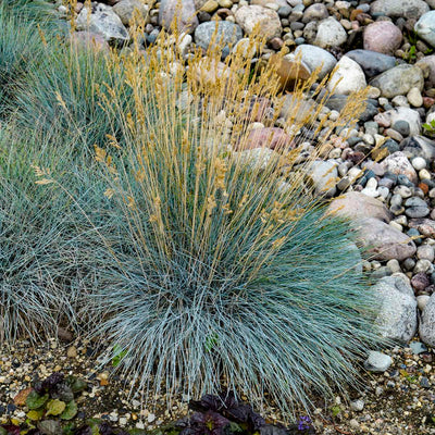 Grass - Festuca 'Elijah Blue'