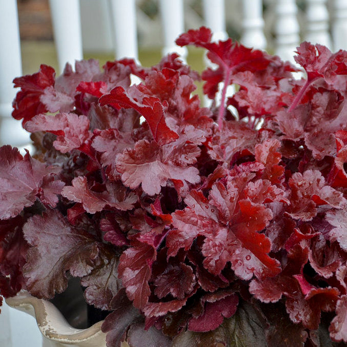 Heuchera 'Cherry Truffles' (PW)