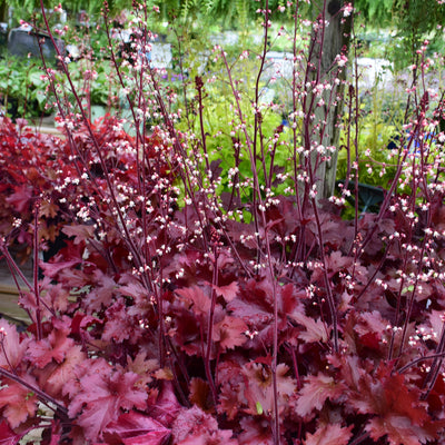 Heuchera 'Cherry Truffles' (PW)