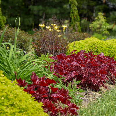 Heuchera 'Cherry Truffles' (PW)