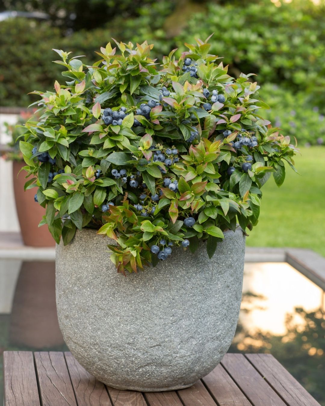 Vaccinium c.Jelly Bean TM #2C