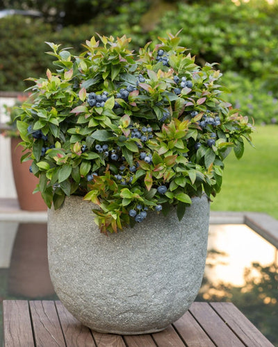 Vaccinium c.Jelly Bean TM #2C