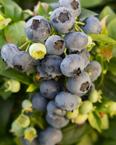 Vaccinium c.Jelly Bean TM #2C