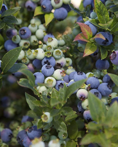 Vaccinium c.Jelly Bean TM #2C