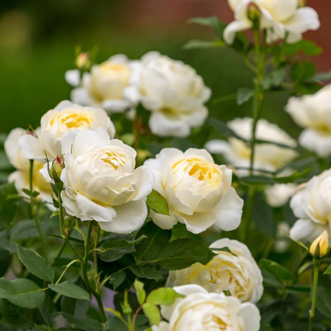Rosa Vanessa Bell™ by David Austin