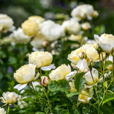 Rosa Vanessa Bell™ by David Austin
