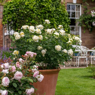 Rosa Vanessa Bell™ by David Austin