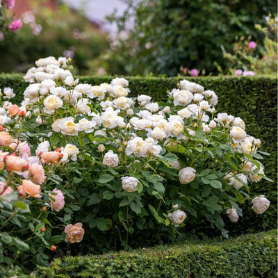 Rosa Vanessa Bell™ by David Austin