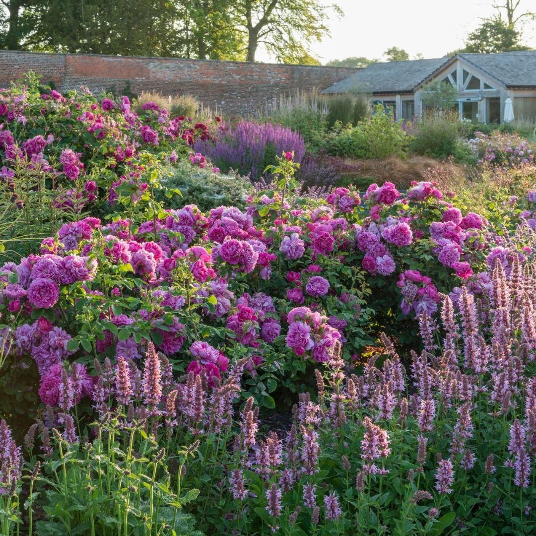 Rosa 'Princess Anne' by David Austin