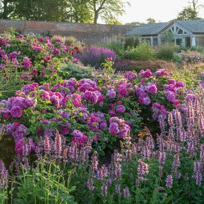 Rosa 'Princess Anne' by David Austin