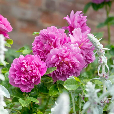 Rosa 'Princess Anne' by David Austin