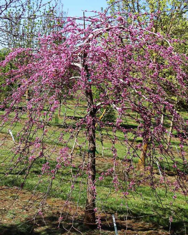 Cercis can. 'Pink Heartbreaker' #10C