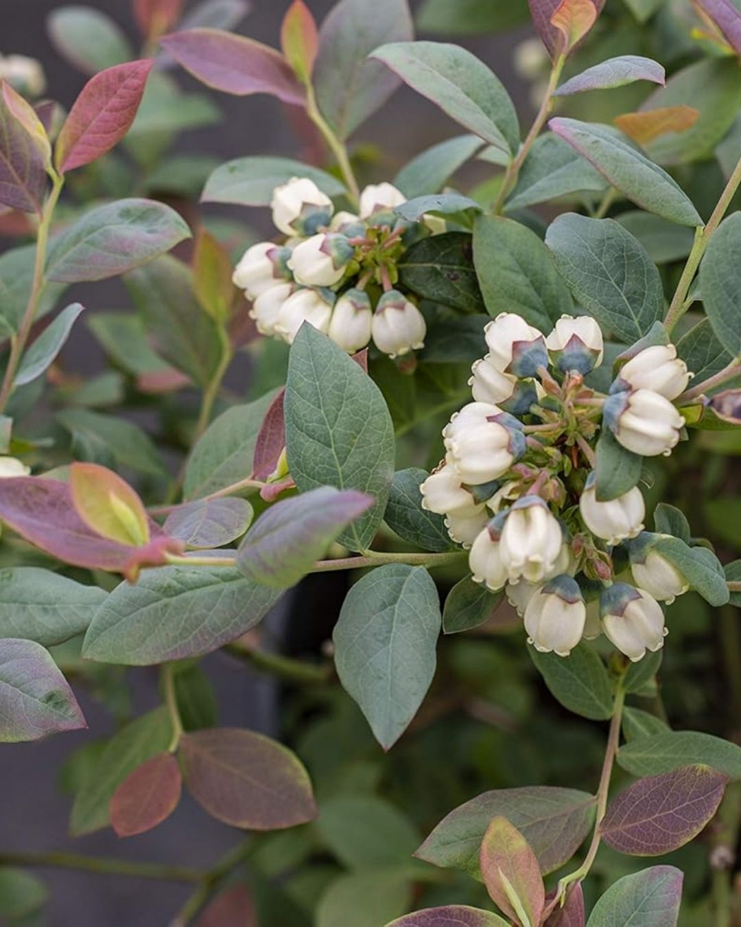 Vaccinium Pink Icing TM #2C