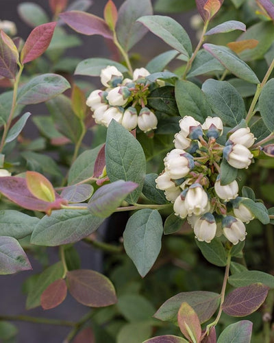 Vaccinium Pink Icing TM #2C
