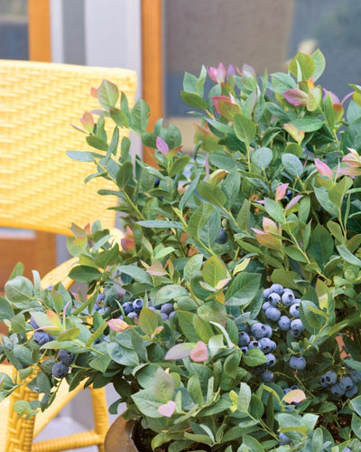 Vaccinium Pink Icing TM #2C