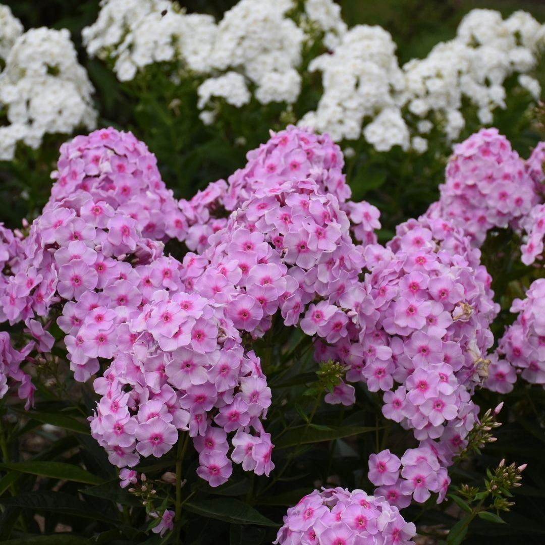 Phlox pan. 'Opalescence' (PW)