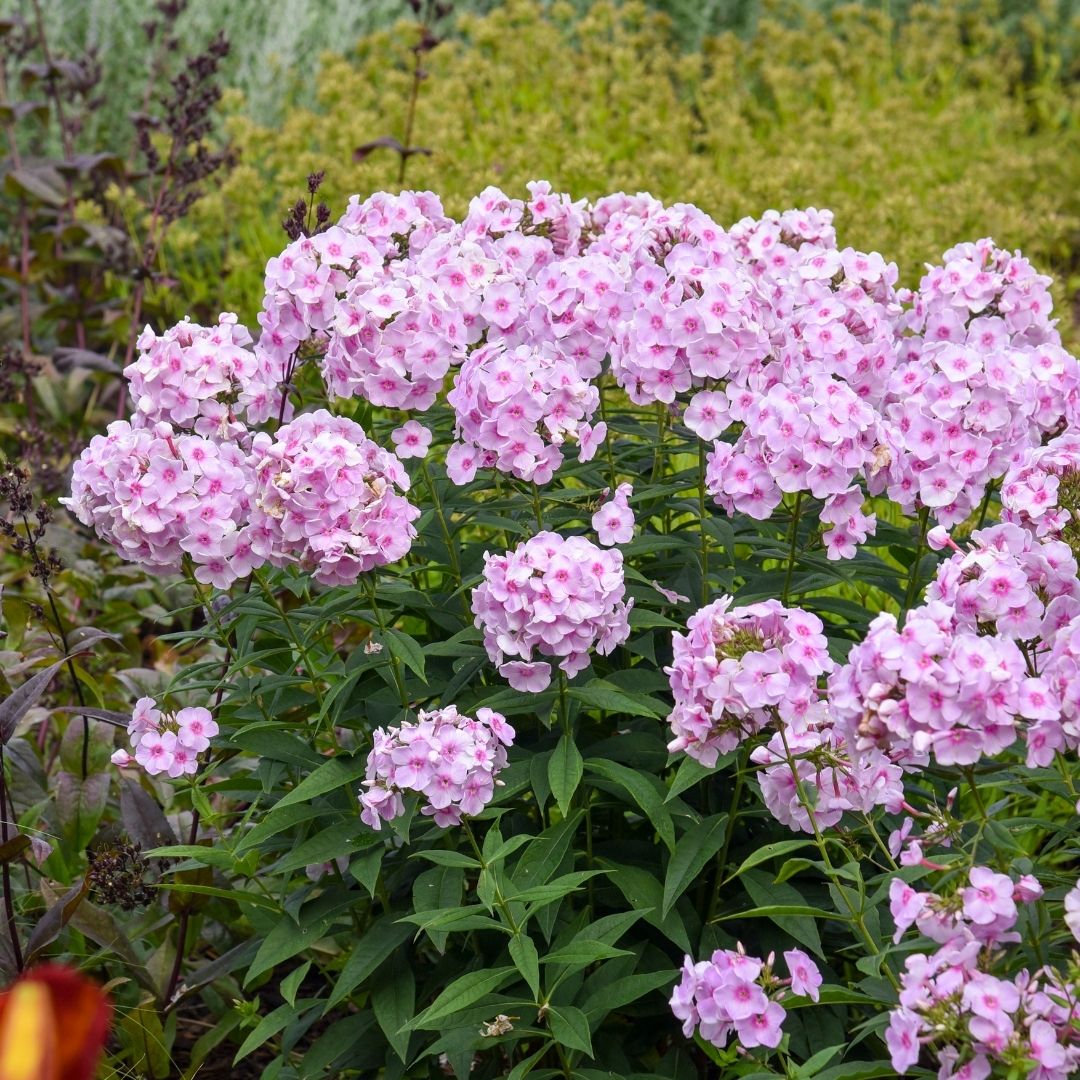 Phlox pan. 'Opalescence' (PW)