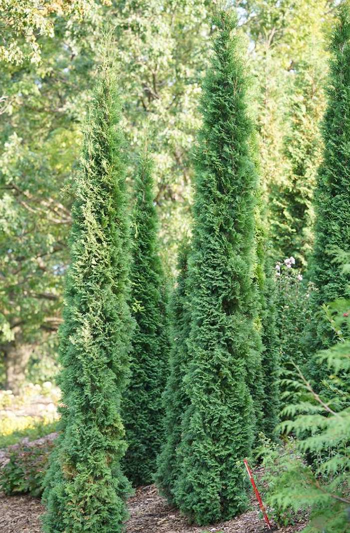 Thuja Thin Man®