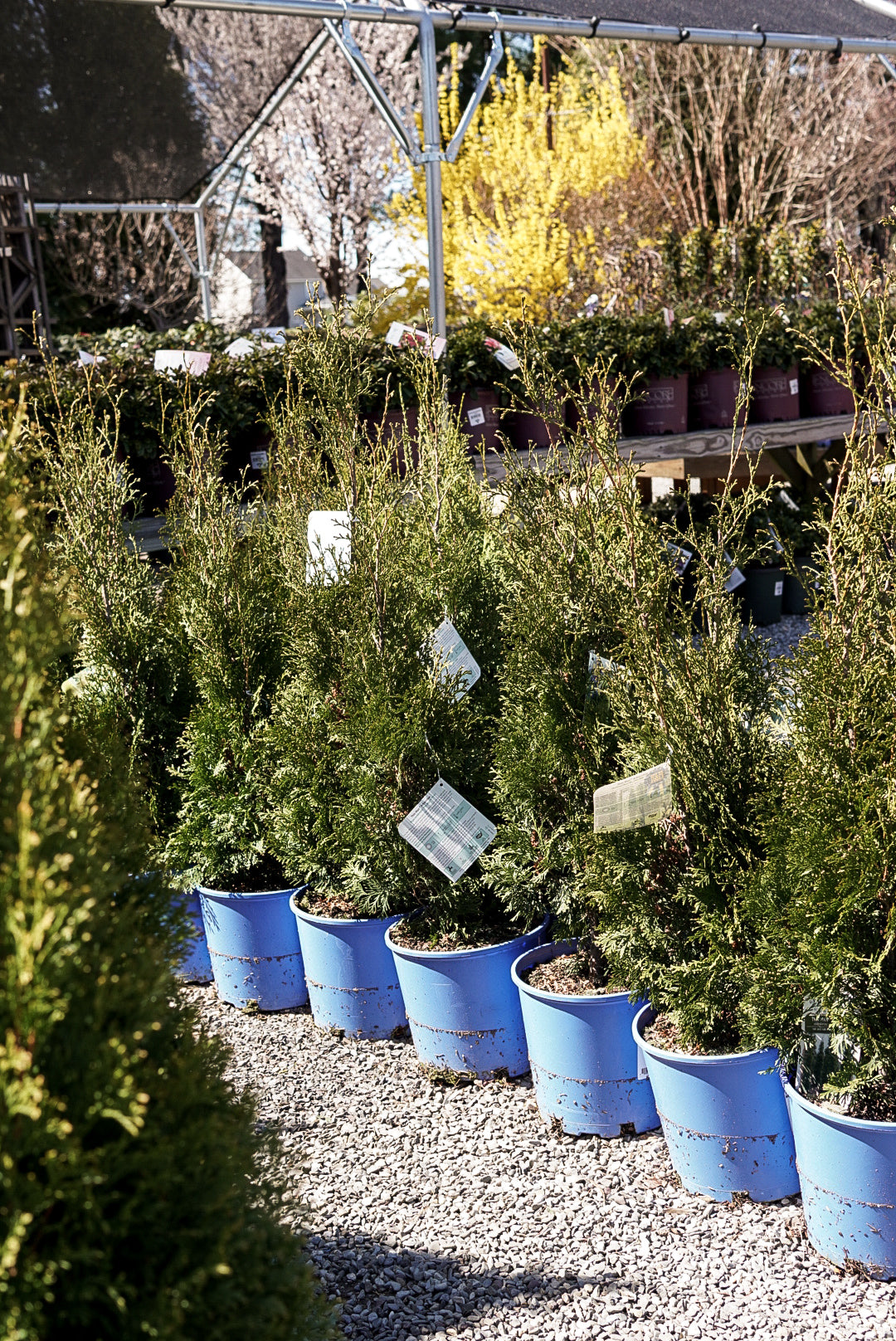Thuja Thin Man®
