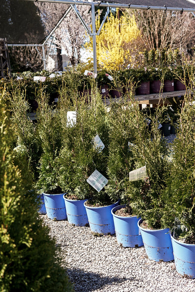 Thuja Thin Man®