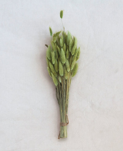 Dried Natural Bunny Tail Grass Bunch, Green