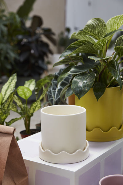 Cream Pissaro Pot w/ Saucer, 5"
