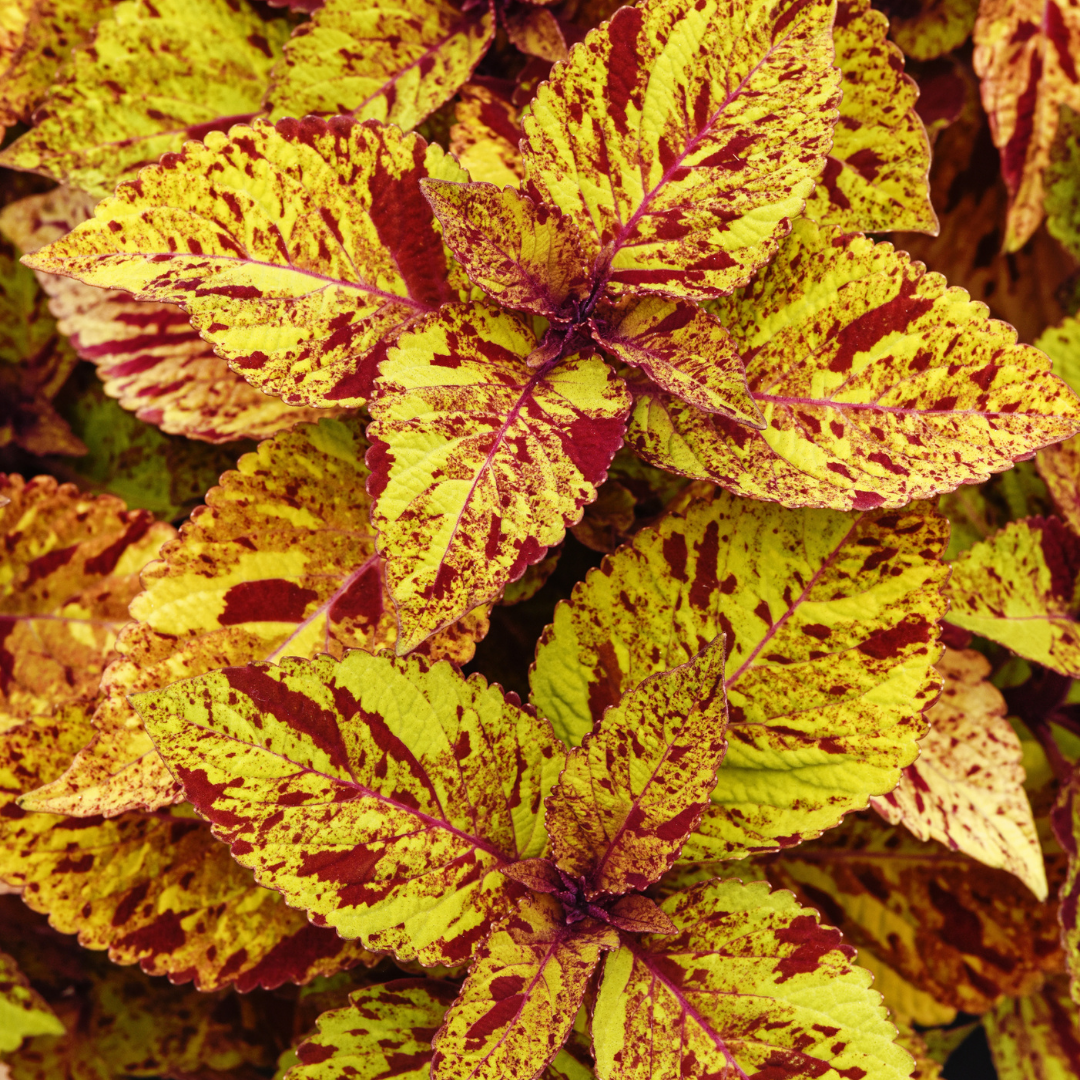 Charged Up Marble Mania Coleus 4.5
