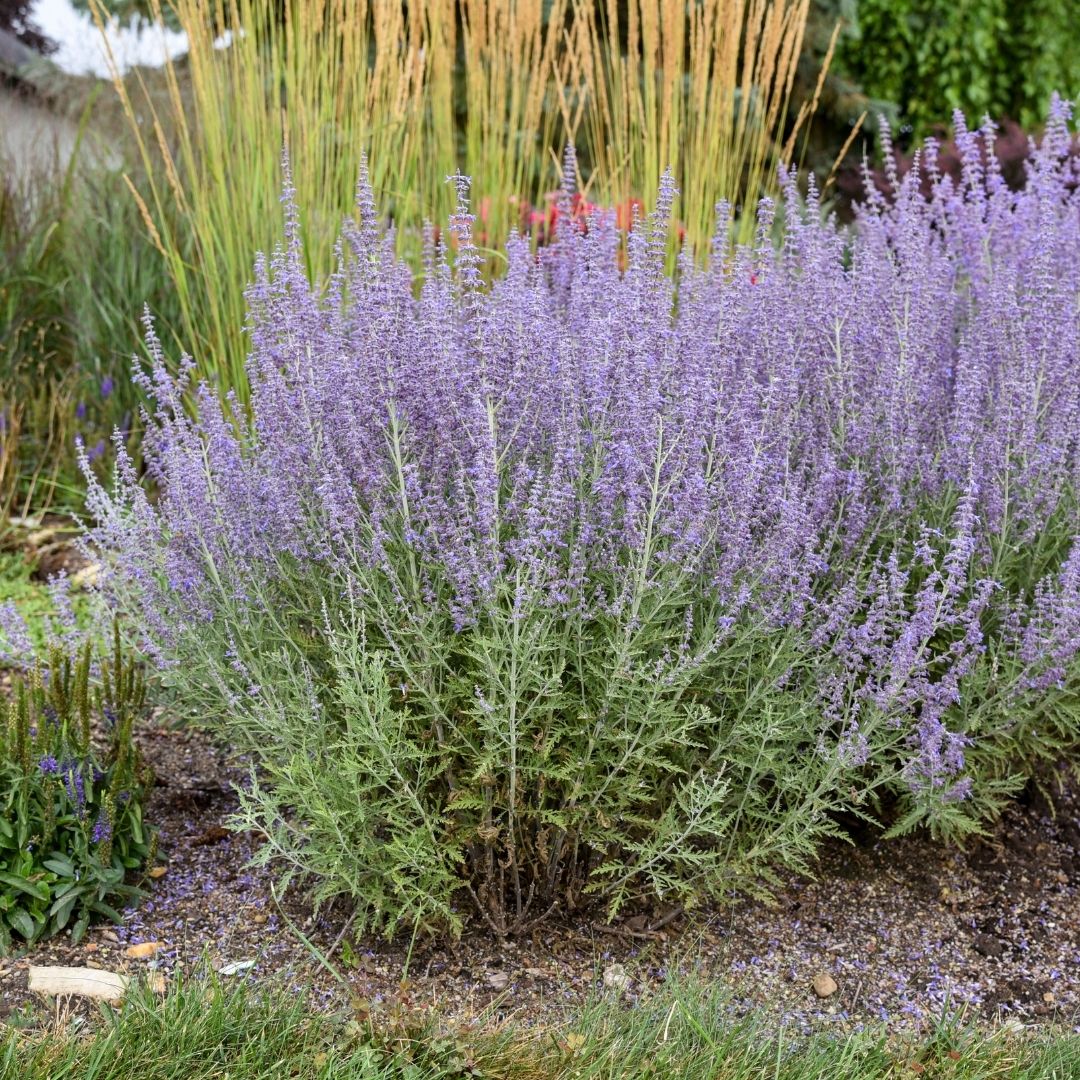Perovskia 'Denim 'n Lace' (PW)