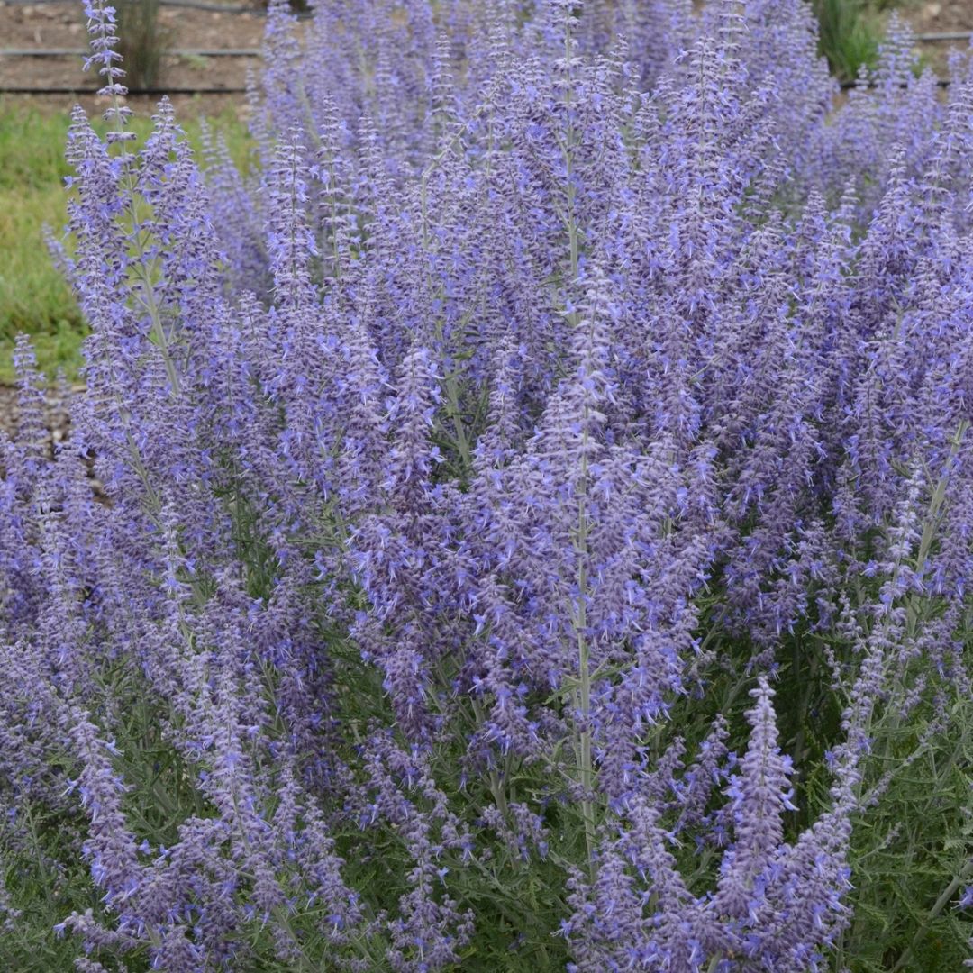 Perovskia 'Denim 'n Lace' (PW)